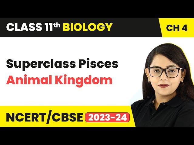 Superclass Pisces - Animal Kingdom | Class 11 Biology Chapter 4 | NCERT/CBSE