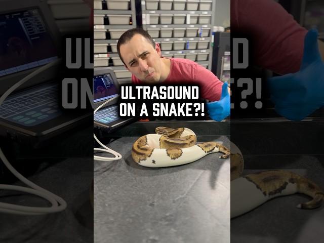 How to Ultrasound a Snake for Eggs