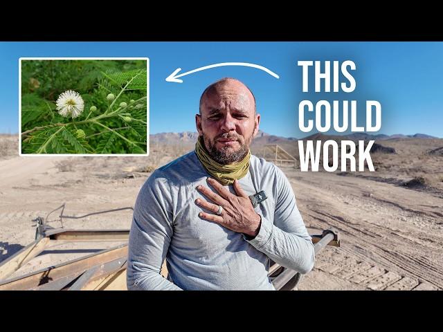 I Planted Trees that Can Survive 100°+ Heat (with Suburban Biology)
