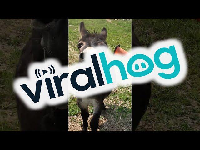 Donkey Has Something Urgent To Say || ViralHog