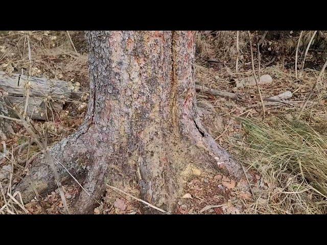 Introduction to the White Spruce