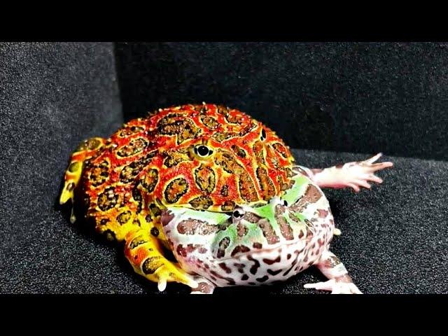 frog eat - pacman frog vs pacman frog! [ LIVE FEEDING ]