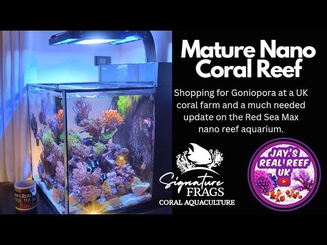 Mature Red Sea Max Nano reef tank update and shopping for Goniopora at Signature Frags 