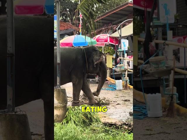 This elephant has better table manners than me!  #Shorts