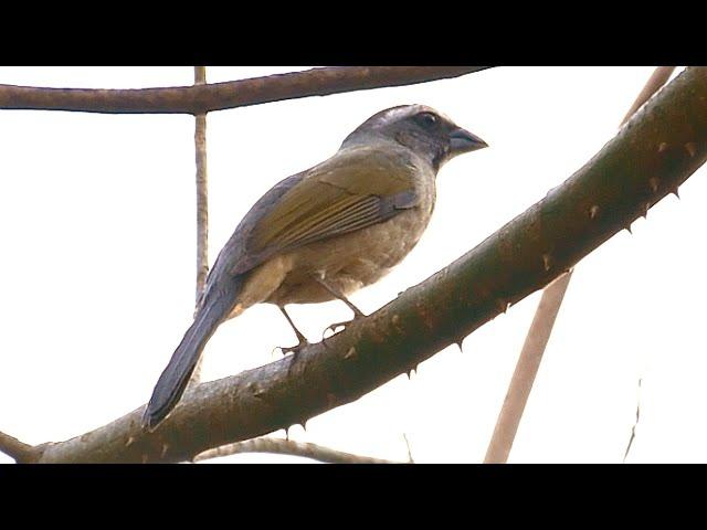 Trinca ferro cantando 5 notas com pistado de fêmea na natureza para enlouquecer seus Pássaros!!
