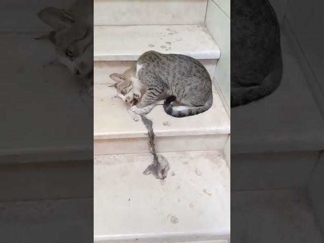 This Aggressive Mother Cat Eats Her Kitten At Once #Shorts