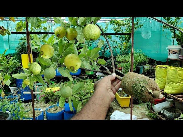 घर पर ही अमरूद के सैकड़ों पौधे फ्री में तैयार करने का सीक्रेट Guava airlayring in  plastic material