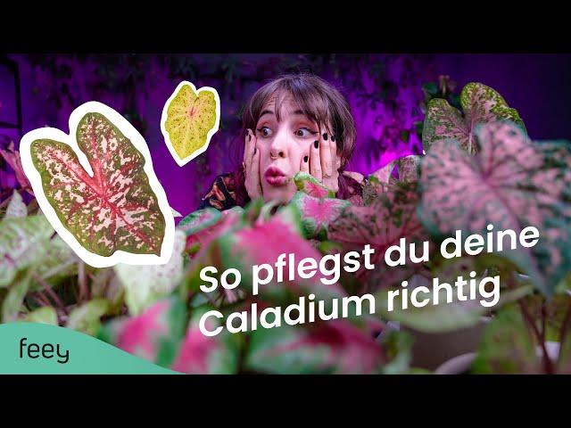 Caladium (Buntwurz) richtig pflegen – der komplette Guide  | feey Pflanzenlexikon