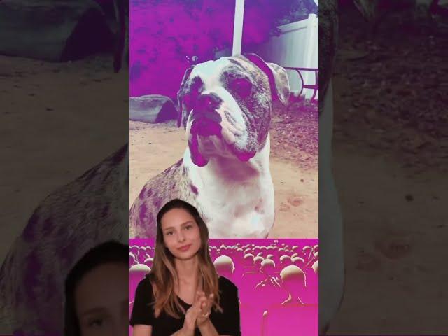 Paws and Punchlines: Hilarious French Bully Takes the Stage! #funnydogs #standupcomedy #best #pets