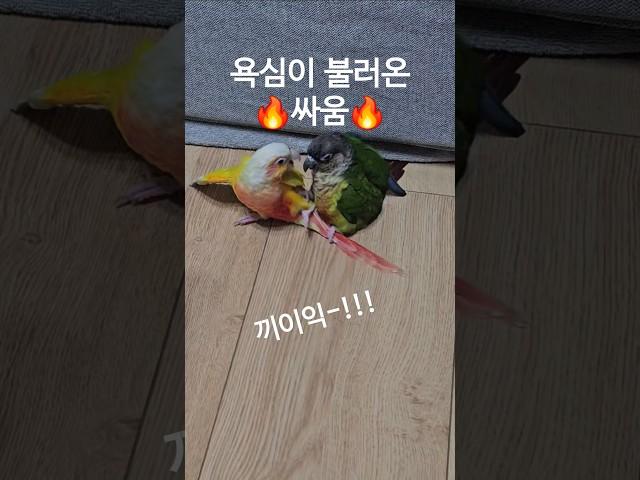 장군이는 욕심쟁이 폭군 앵무새        #코뉴어 #앵무새 #앵집사  #그린칙 #옐로우사이드 #썬칙 #집사 #반려동물 #conure #parrot #greencheek #pets