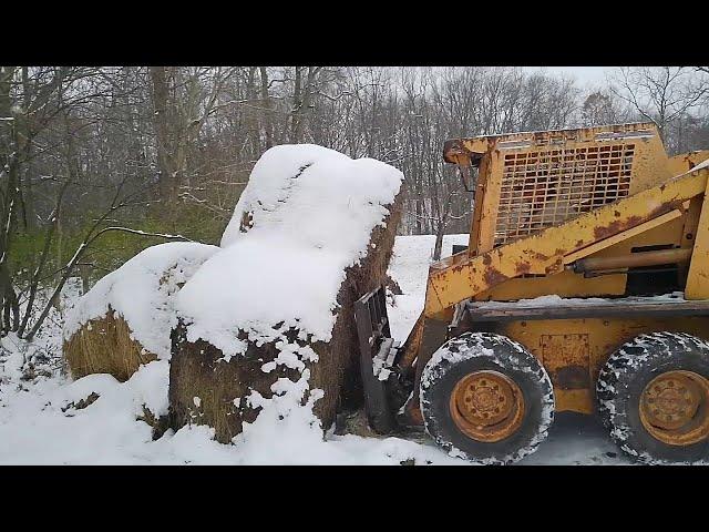 12-2-24 Feeding hay in the snow and ice!! #skidsteer