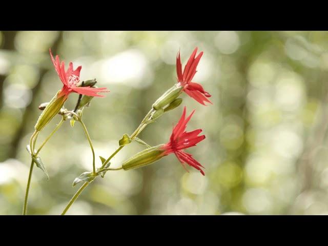 Southern Appalachian Highlands Conservancy: Chestnut Mountain