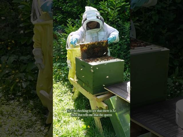   A beekeeping update        #cottagegarden #beekeeping