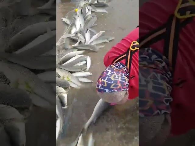 물반 고기반 겨울철 숭어잡이