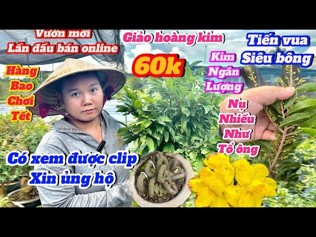 17-10️0357003719 gặp TrangVườn mới lần đầu bán giá chỉ từ 60k Giảo hoàng Kim -Tiến Vua Siêu nụ