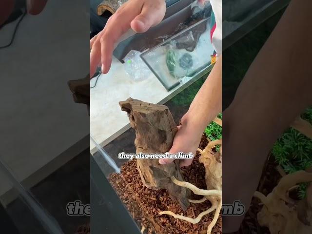 Buying a 6,000$ exotic Lizard 