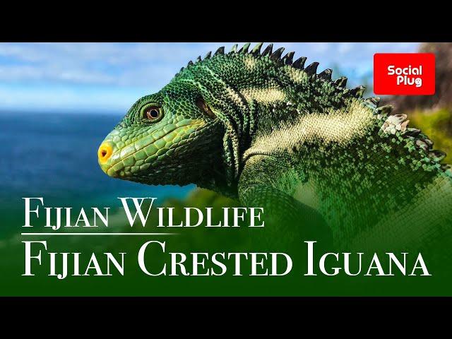 Fijian Wildlife - The Fijian Crested Iguana