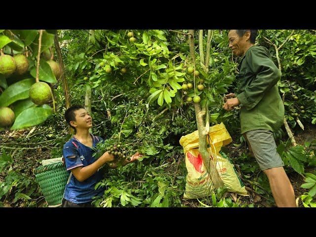 The Orphan Boy - Going to the Forest with Uncle to Prune Trees to Get Bad Fruits and Grow Vegetables