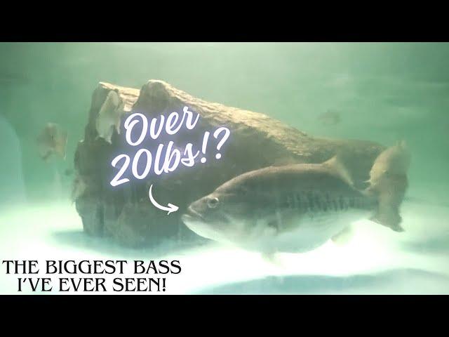 The BIGGEST bass i've ever seen in person!