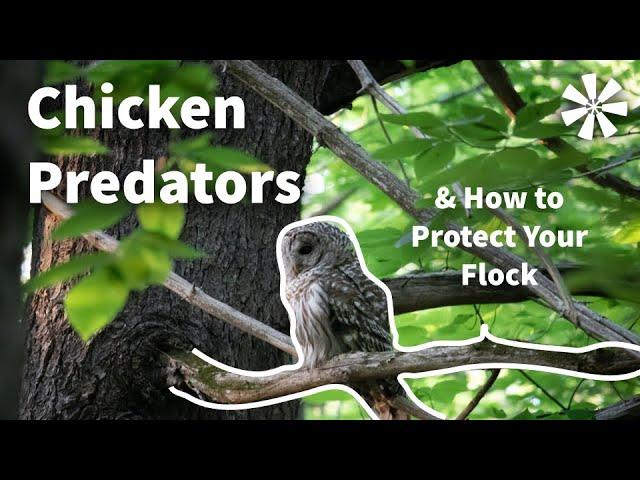 Chicken PREDATORS : How To Protect Your Chicken Flock