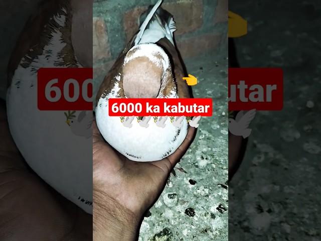 kabutar | Krishna yaduvanshi | #shorts #yt #ytshorts #youtubeshorts #youtube.mp4