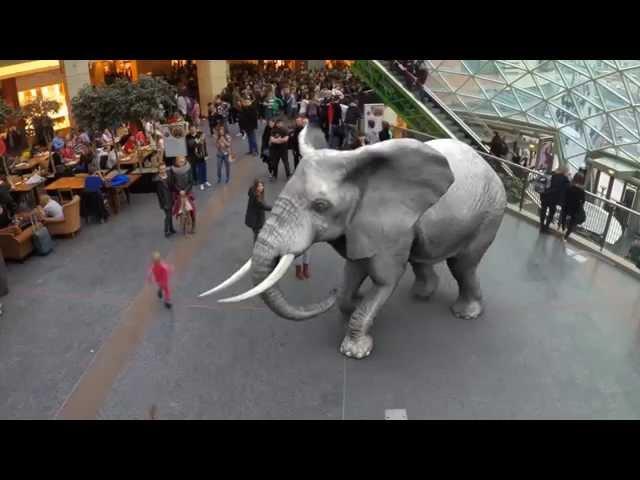 Augmented Reality Zoo