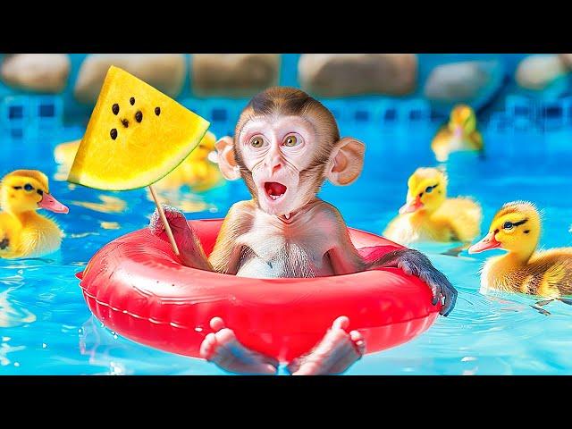 Monkey Challenge with Colorful Ball Pool with Duckling | Miko Monkey Animal