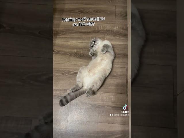 Така от Джині #catsworld #cats #catsofyoutube #catsworld #cat