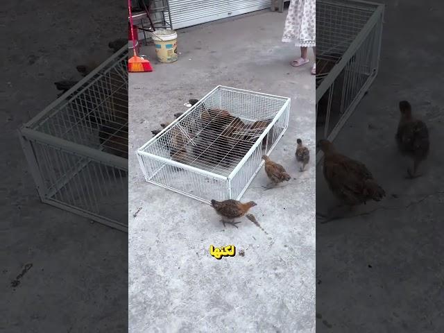 أفكار مذهلة للحفاظ على الطيور ! #shorts