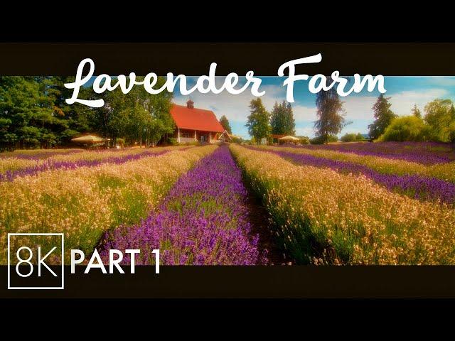 8K Dreamy Atmosphere of a Lavender Farm | Calming Field Sounds & Vibrant Flowers - #1 (Anamorphic)