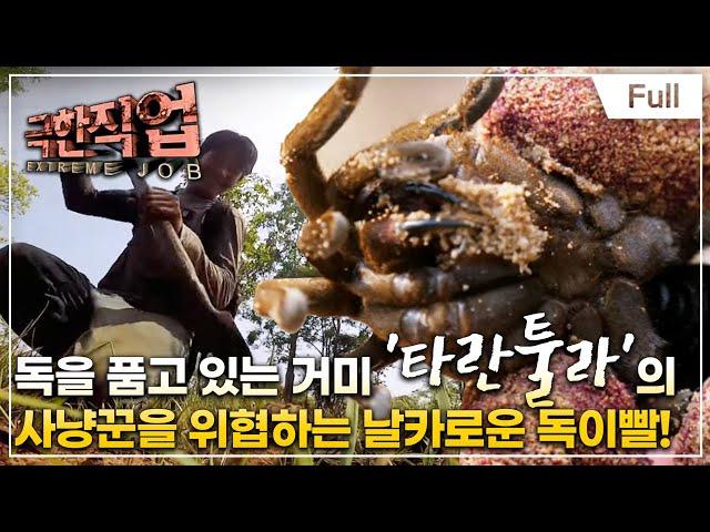 [Full] 극한직업 - 캄보디아 - 독충을 잡는 사람들