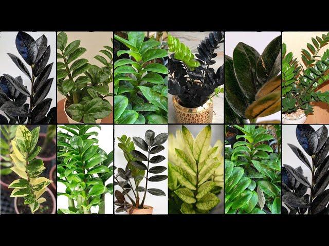 ZAMIOCULCAS ZAMIIFOLIA (ZZ PLANT) VARIETIES - Plants Weekly