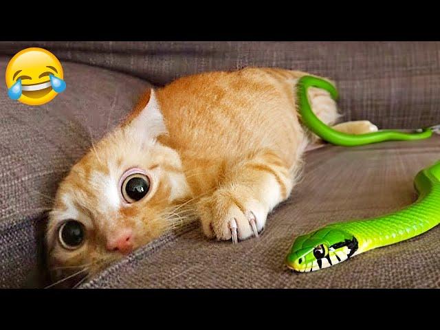 Best Funny Animals 2024  Funniest Dogs and Cats  Part 6