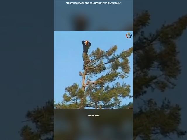 Julia Butterfly Hill’s Epic Tree Protest #truestory #viralshorts