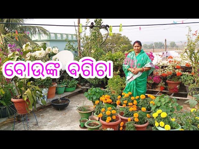 ବୋଉଙ୍କ ବଗିଚା || Terrace Vegetable Garden  //jitanshu sekhar odia