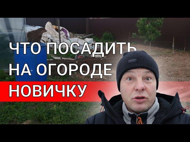 огород первый год, что посадить новичку на огороде