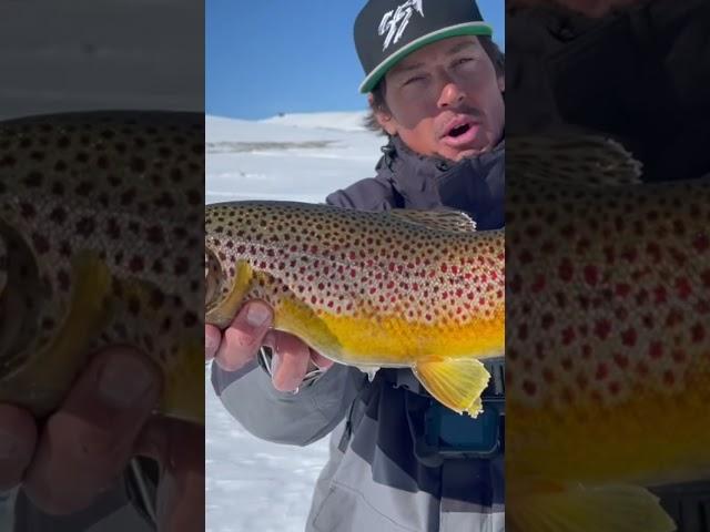 The SURPRISE  #fishing #icefishing #trout #fish #troutunlimited #lakemonster #troutfishing