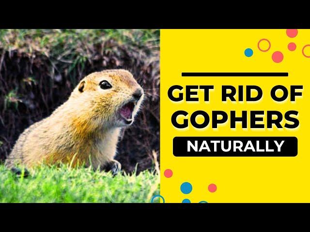 How to Get Rid of Gophers in the Back Yard Naturally?