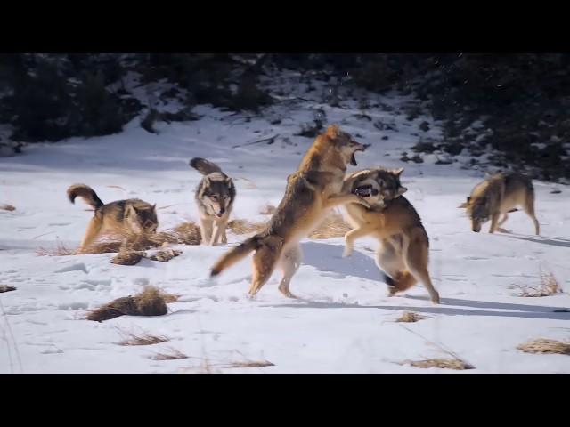 The Snow Wolf