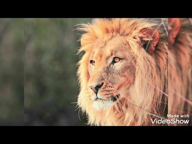 Optus Lion Amemo By Era 2002 Ad Australian CheesyTv