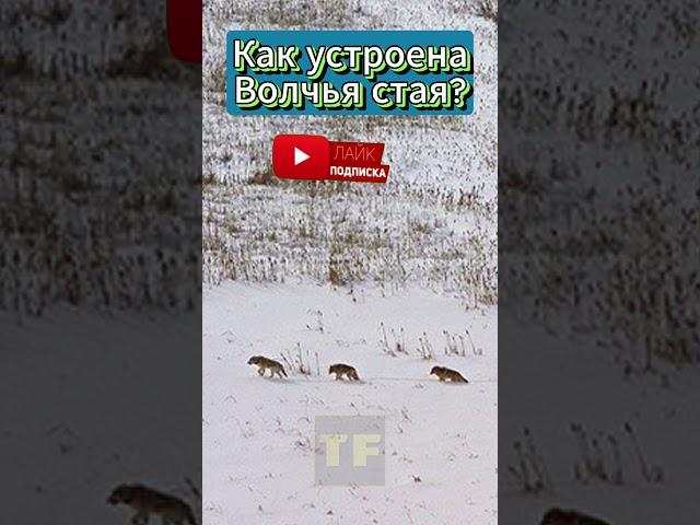 Как устроена волчья стая?