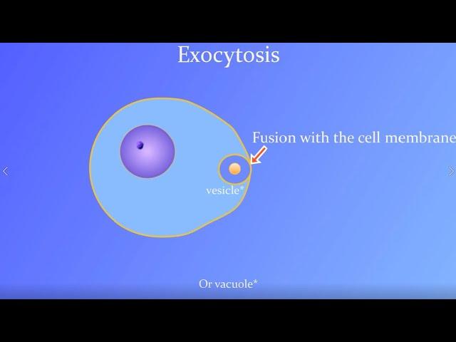 Exocytosis Animation (with a real Paramecium!)