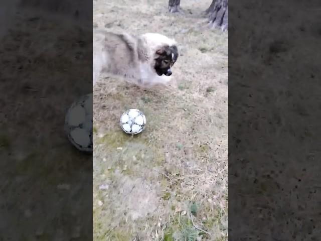 Кавказская овчарка играет в футбол #animal #собака #dog #животные #doglover #animaldog