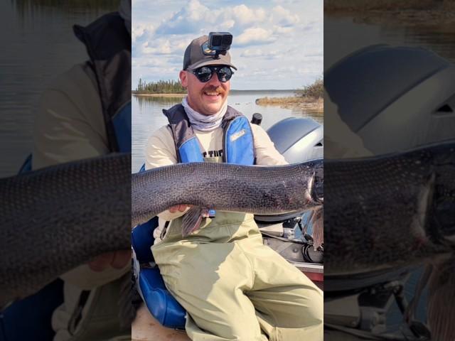SUPER RARE PIKE!!! #fishing #pikefishing