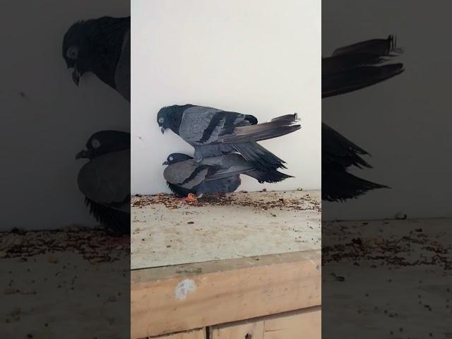 Rekdhar kabutar Matting #pigeon #ytshorts #shorts