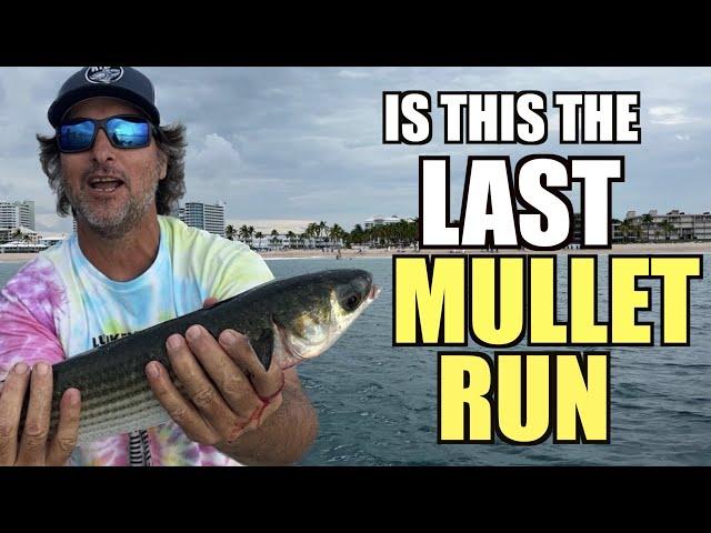 Mullet Run Tarpon Fishing With Captain Jeff The Lunkerdog