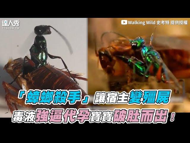 【「蟑螂殺手」讓宿主變殭屍！毒液強逼代孕寶寶破肚而出】｜@WalkingWild