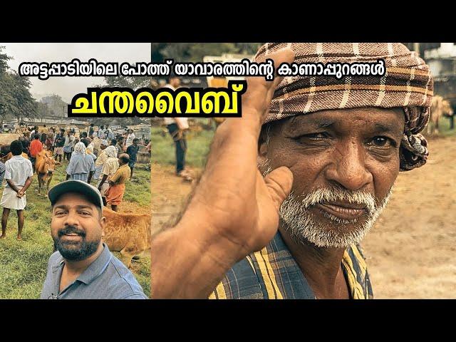 ‘ചന്തവൈബ്’ - അട്ടപ്പാടിയിലെ പോത്ത് യാവാരം! Kottathara Cattle Market - Attappadi