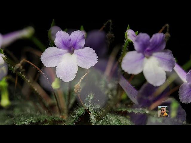 超级迷你岩桐 - 花市鱼骨头壮苗