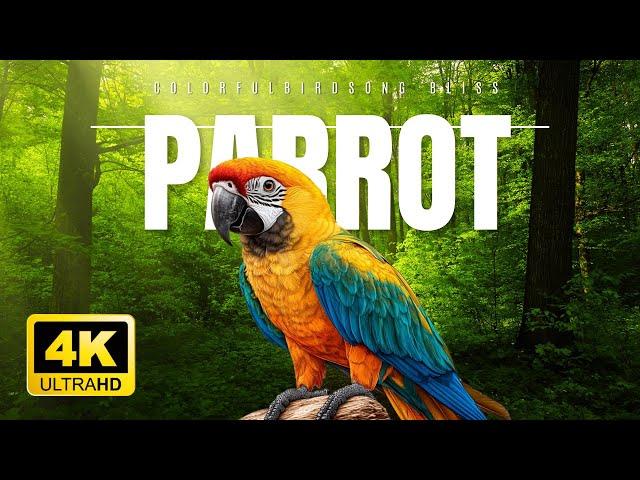 Colorful ParrotsCalm Your Soul with Relaxing MusicAnimals 4K HDR